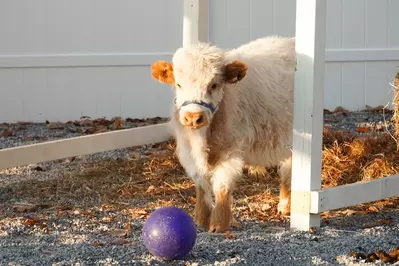 one of the miniature animals at SkyLand Ranch in Sevierville