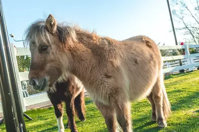 miniature animals at SkyLand Ranch in Sevierville