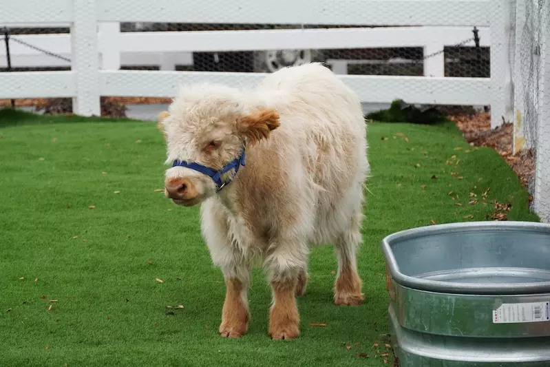 miniature cow at SkyLand Ranch