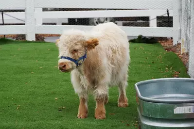 miniature cow at SkyLand Ranch