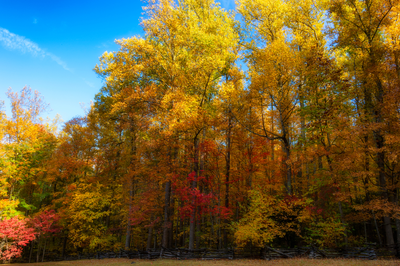 Trees with autumn leaves