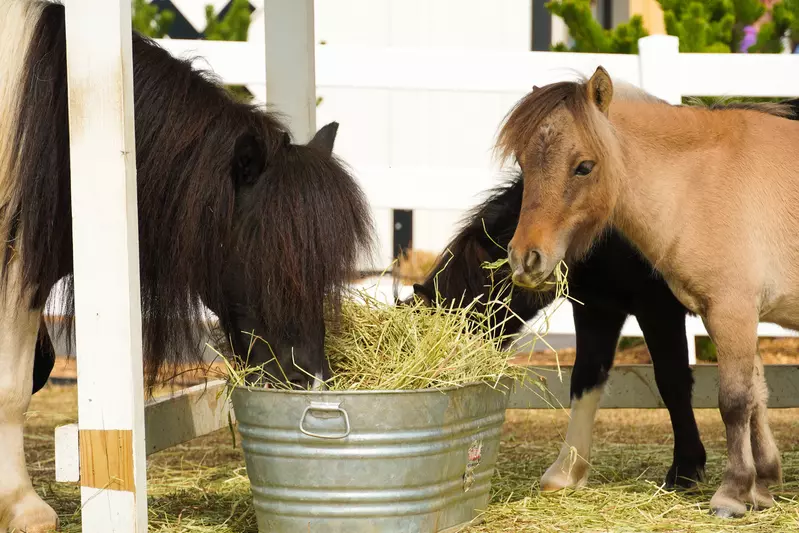 Miniature Horses