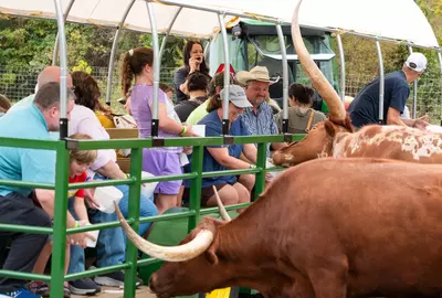 Longhorns visiting guests on Safari Hayride