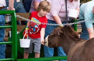 kid feeding miniature donkey during Safari Hayride