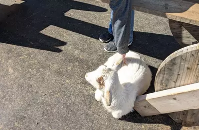 petting white goat at SkyLand Ranch