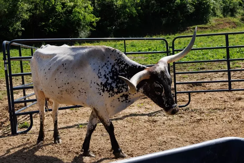 SkyLand Ranch longhorn