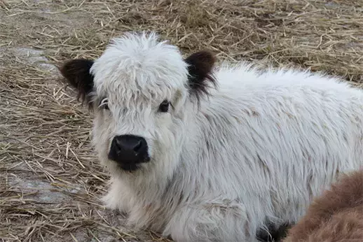 miniature cow at SkyLand Ranch