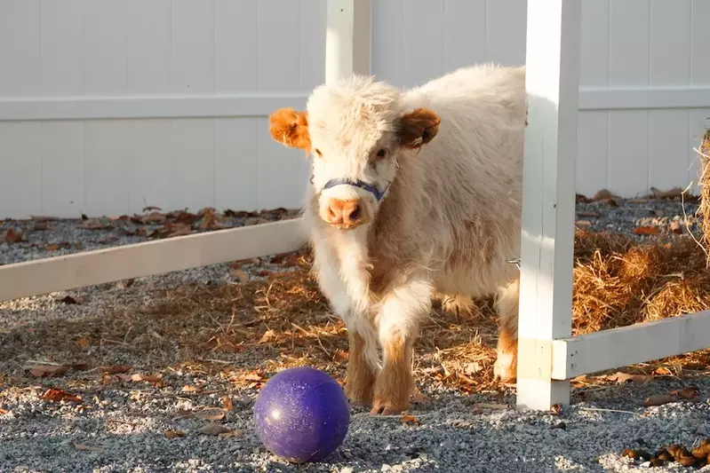 miniature cow playing with ball